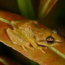 Слика од Eleutherodactylus juanariveroi Rios-López & Thomas 2007