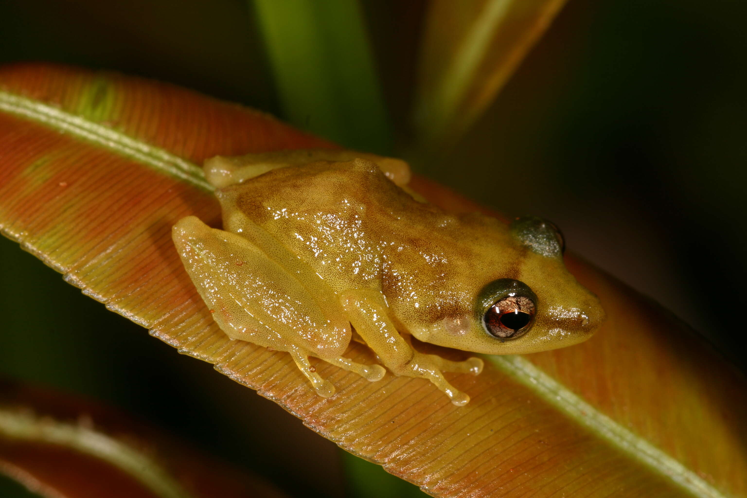 Image of Eleutherodactylidae Lutz 1954