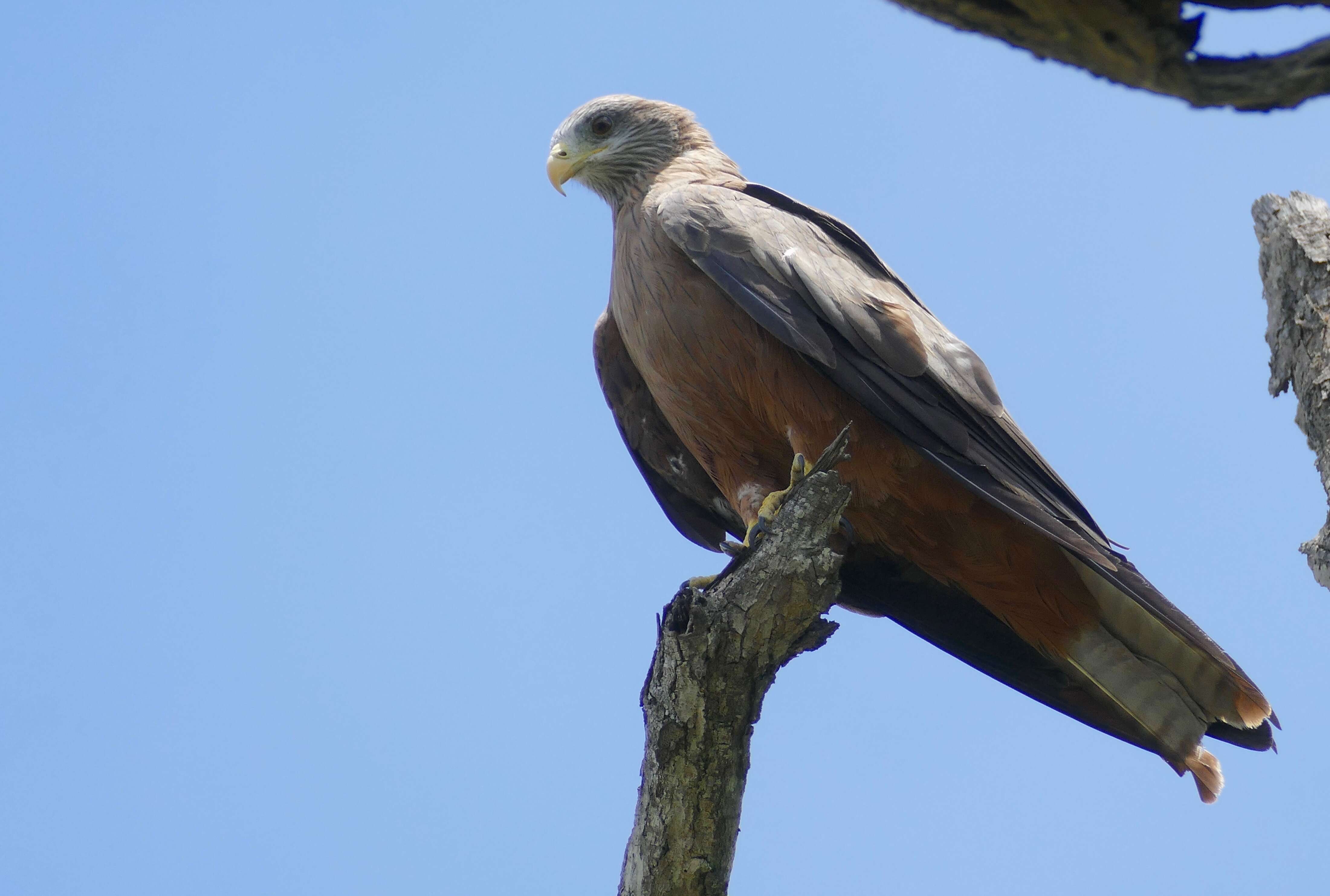 Milvus aegyptius parasitus (Daudin 1800) resmi