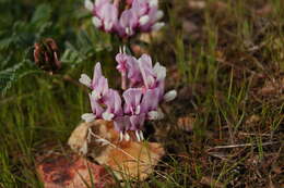 Слика од Astragalus cibarius Sheld.
