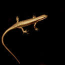 Image of Trachylepis albilabris (Hallowell 1857)