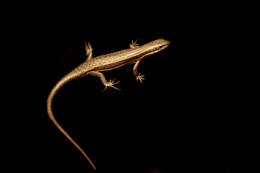 Image of Trachylepis albilabris (Hallowell 1857)