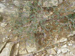 Imagem de Astragalus nothoxys A. Gray