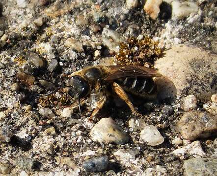 Image of Orange-legged furrow bee