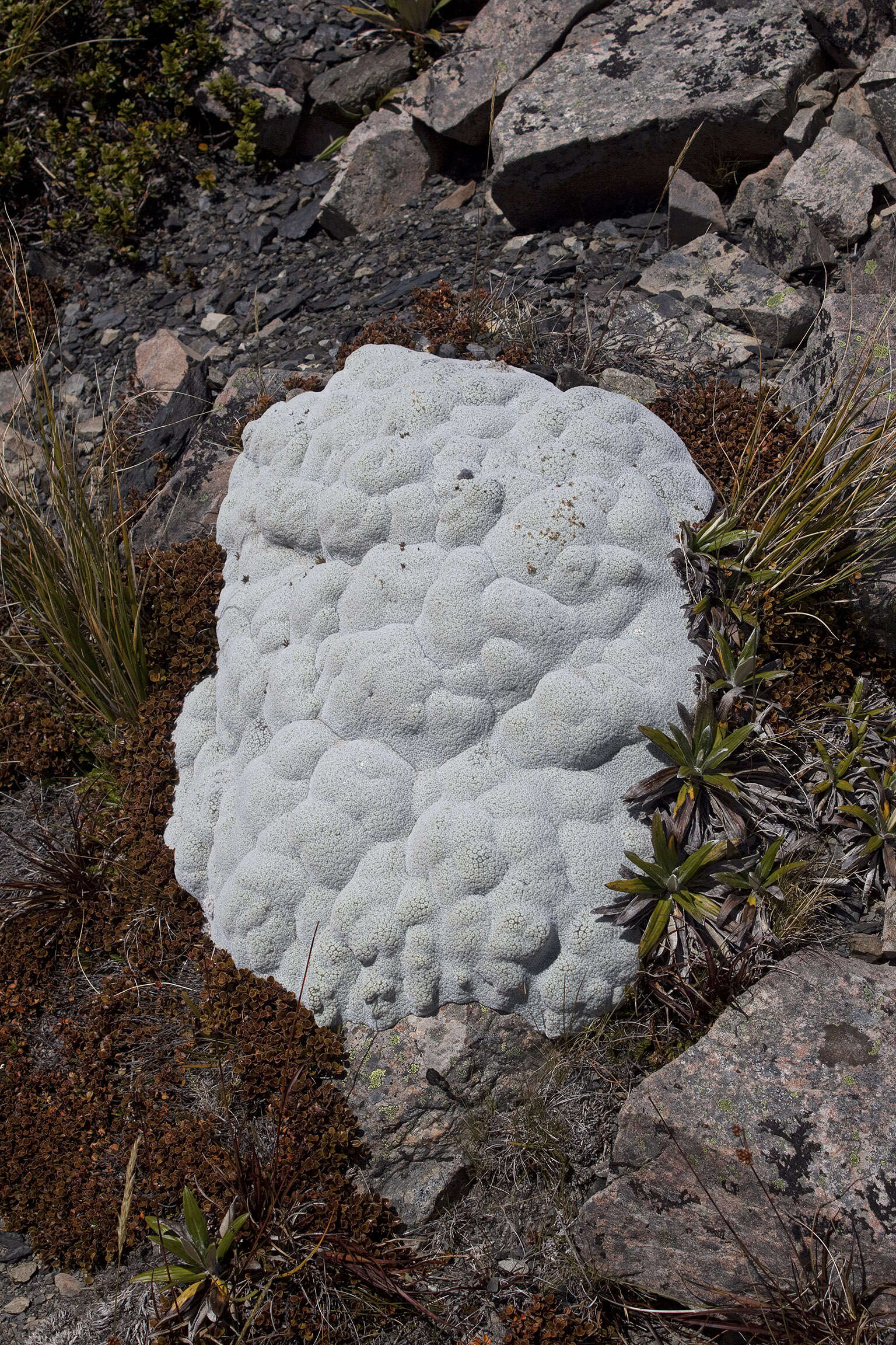 Image of Vegetable sheep