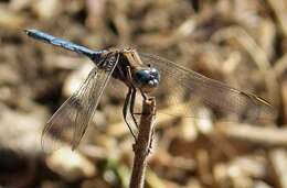 Image of Epaulet Skimmer