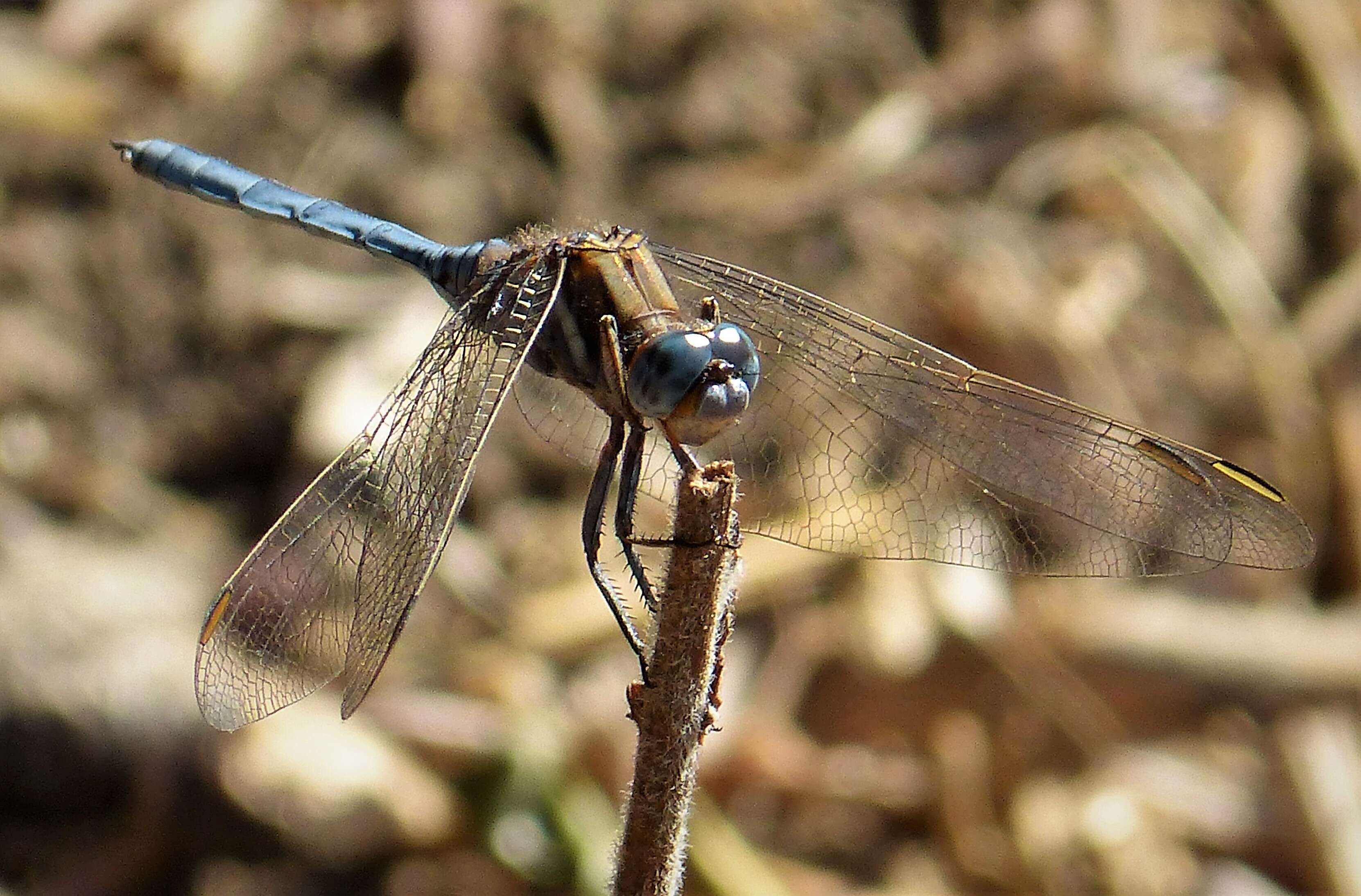 Image of Skimmers (Dragonflies)