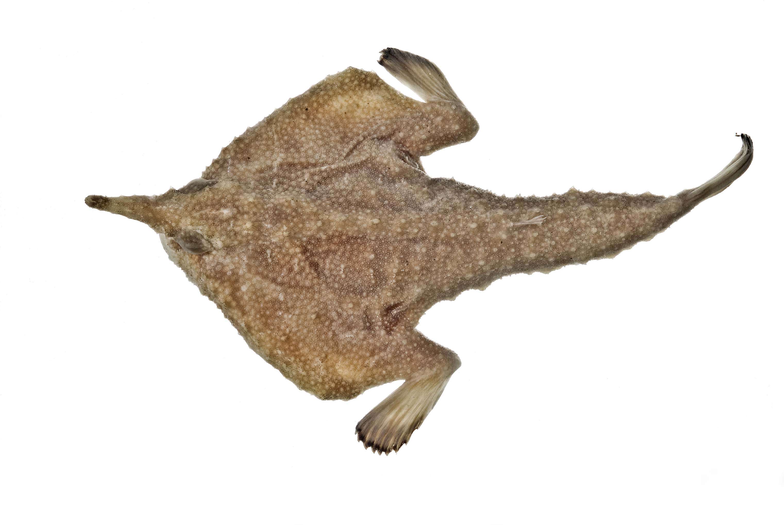 Image of Ogcocephalus