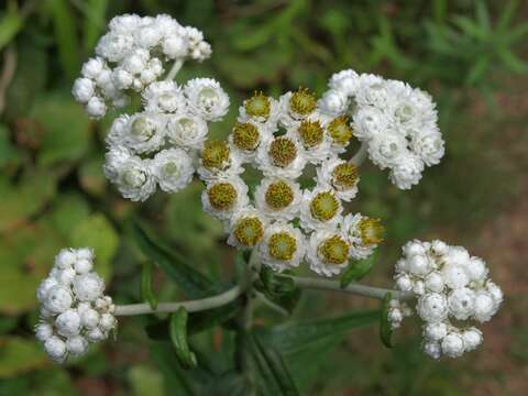 Imagem de Anaphalis margaritacea (L.) Benth.