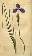 Image of Patersonia fragilis (Labill.) Asch. & Graebn.