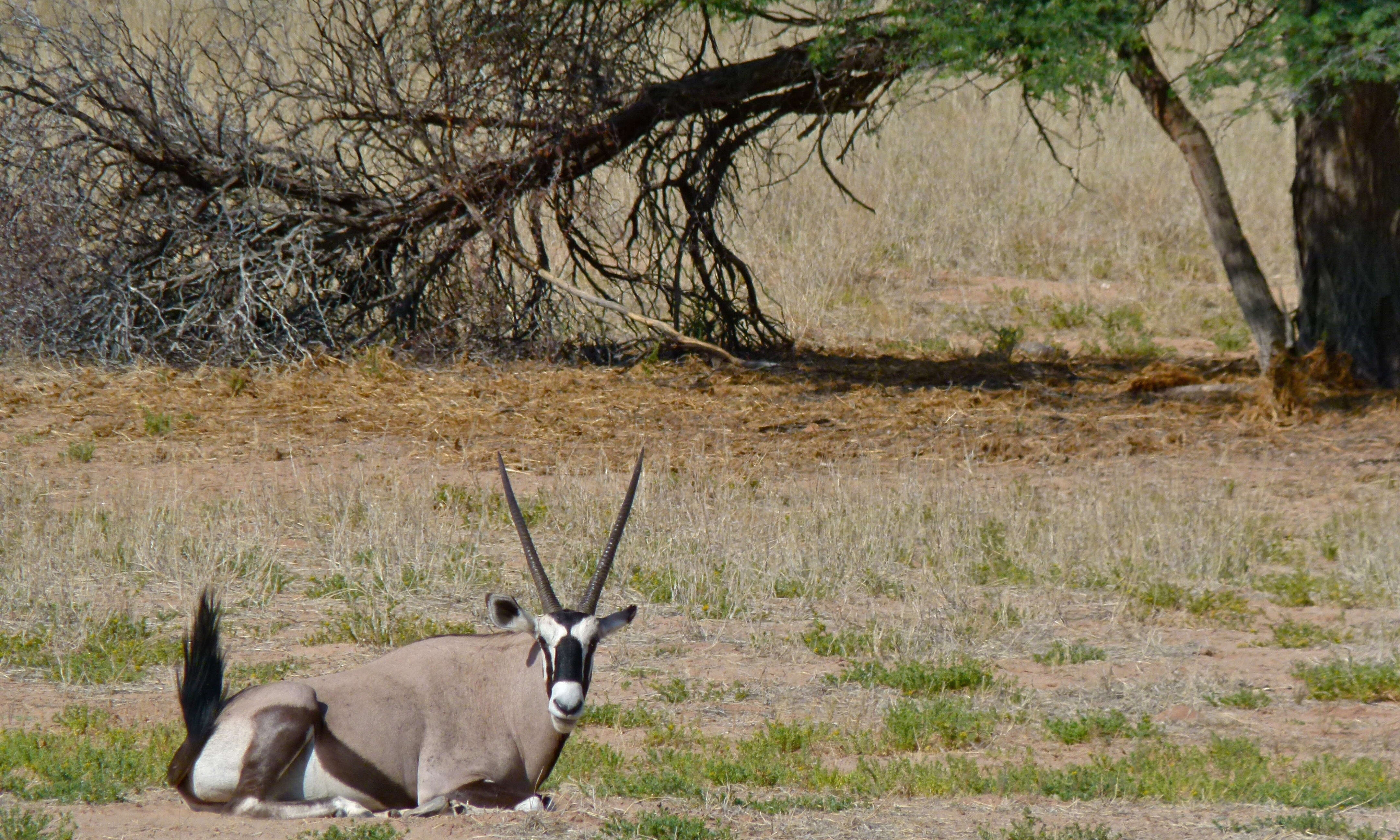 Image of Gemsbok