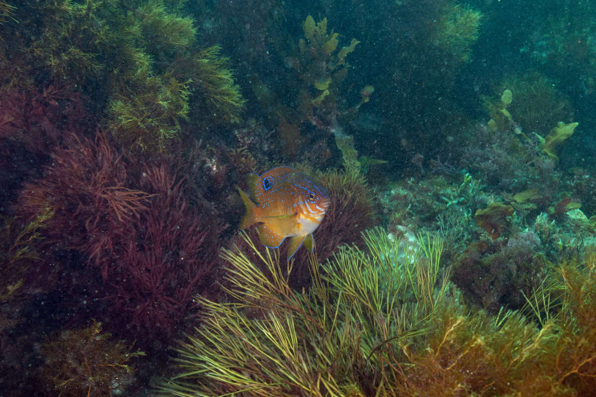 Image of Scalyfin Fishes