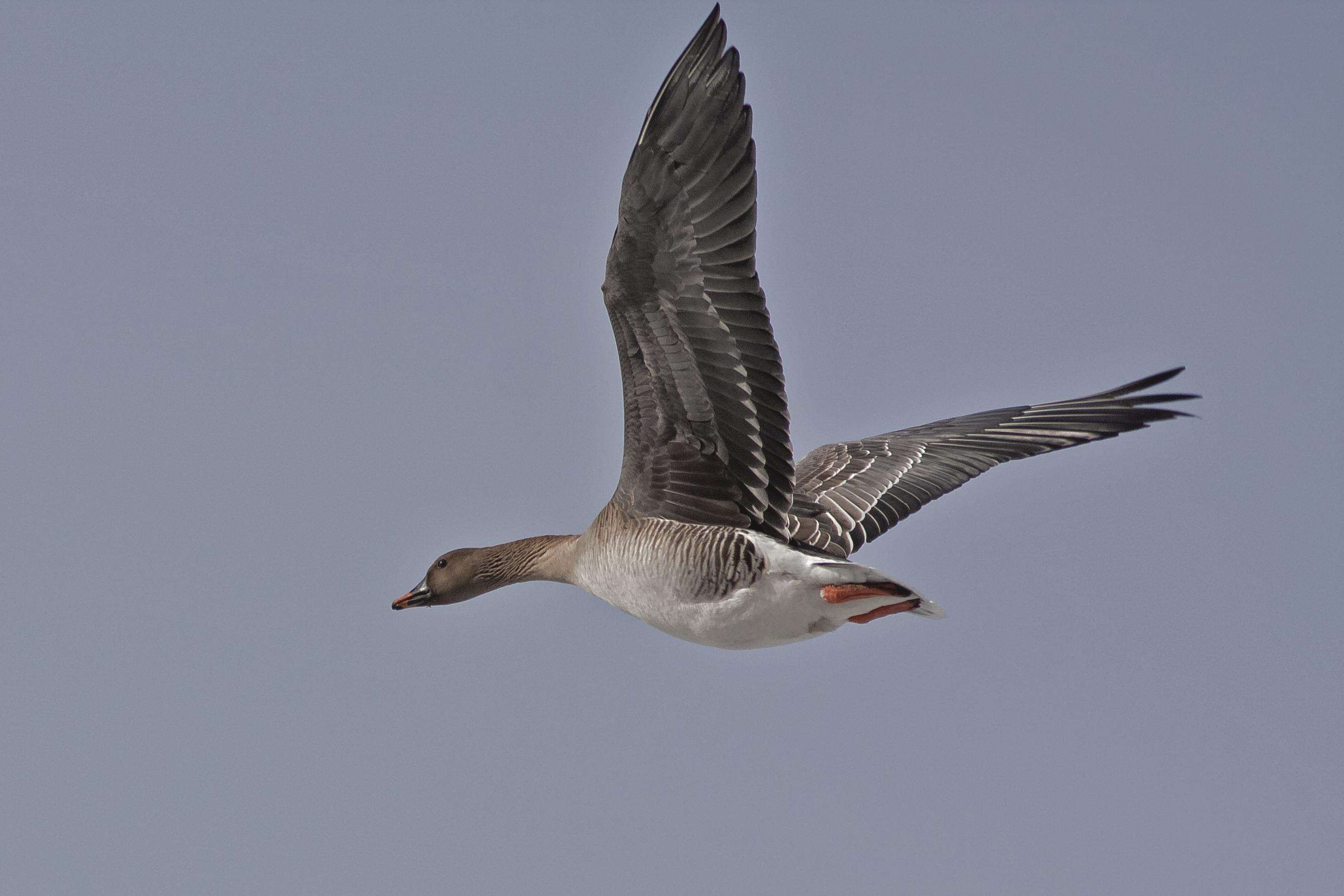 Image of Bean Goose