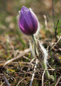 Pulsatilla grandis Wenderoth resmi