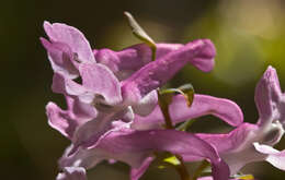 Слика од Corydalis cava (L.) Schweigger & Koerte