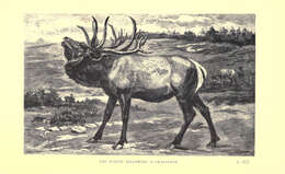 Image of Cervus elaphus canadensis