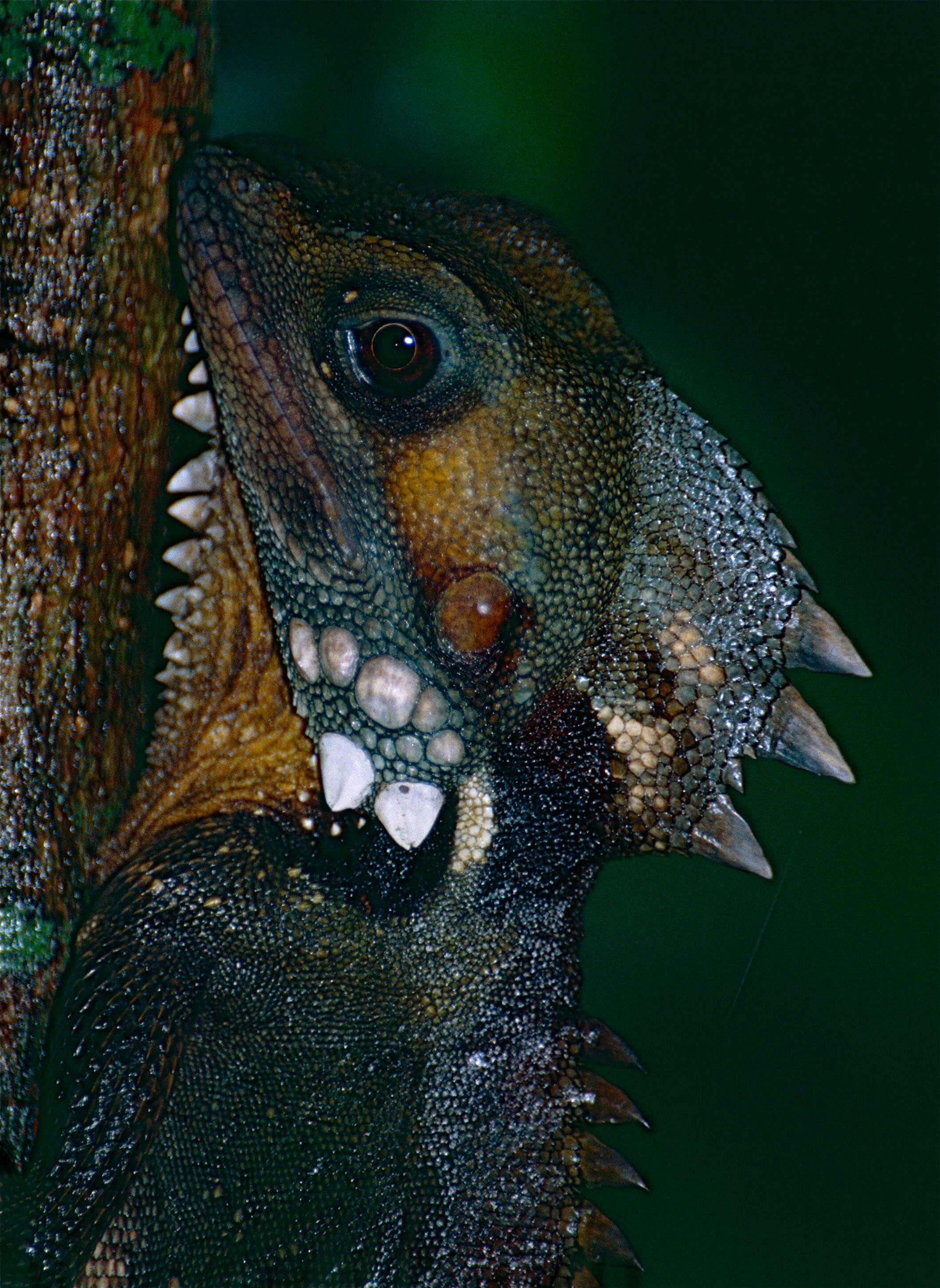 Image of Hypsilurus