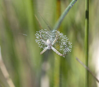 Imagem de Argiope