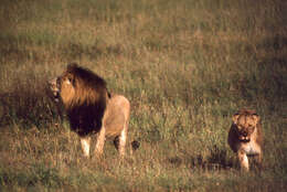 Image of big cats