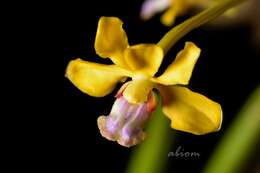 Image of Vanda testacea (Lindl.) Rchb. fil.