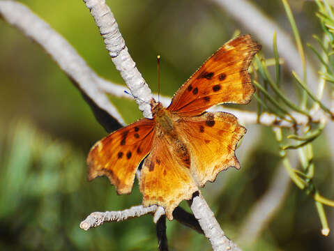 Слика од Polygonia satyrus Edwards