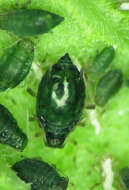 Image of Aphis (Aphis) agastachyos Hille Ris Lambers 1974