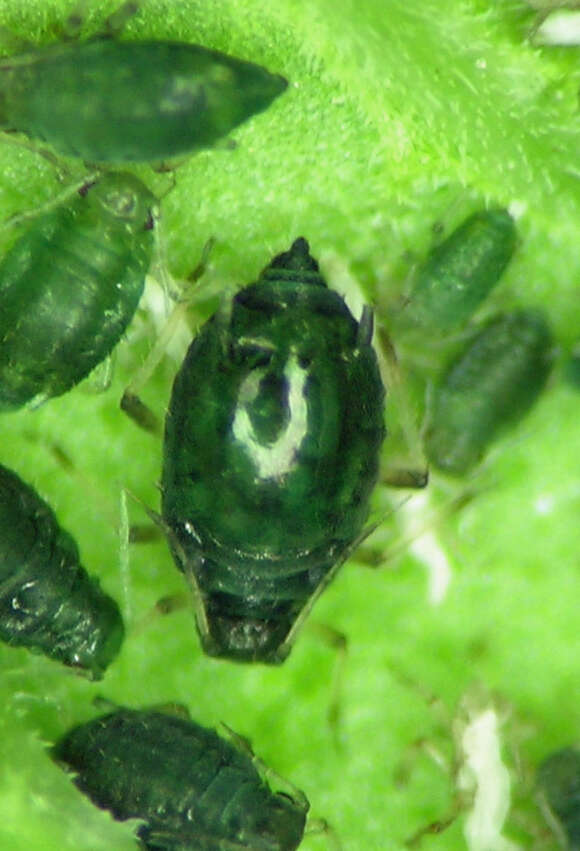 Слика од Aphis (Aphis) agastachyos Hille Ris Lambers 1974