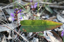 Image of coral-pea