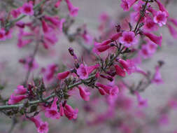 Image of Parry's beardtongue