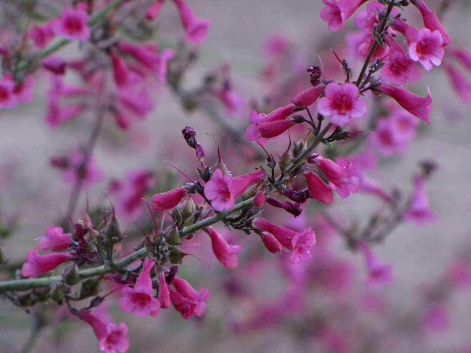 Image of Parry's beardtongue