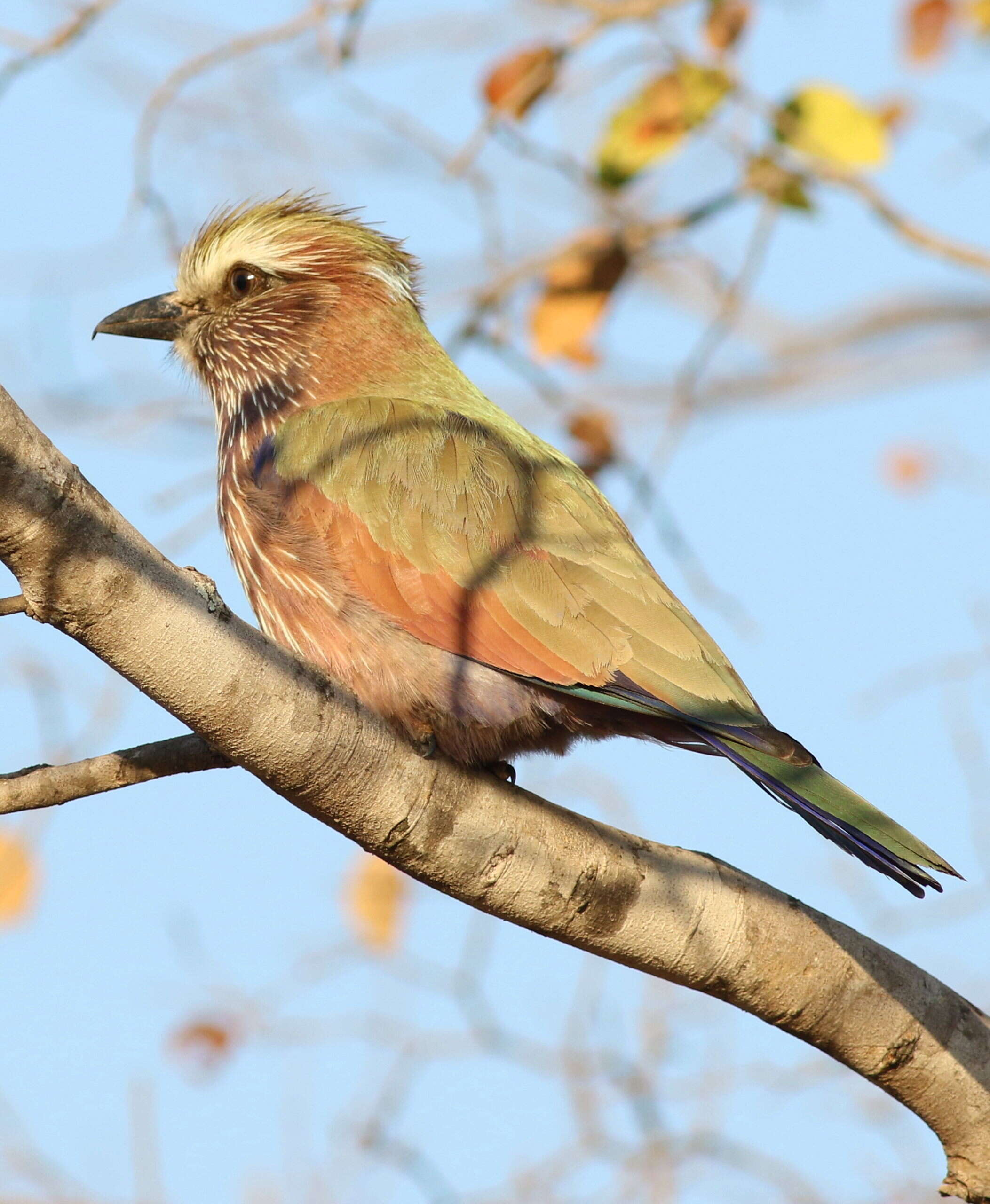 Sivun Coracias Linnaeus 1758 kuva