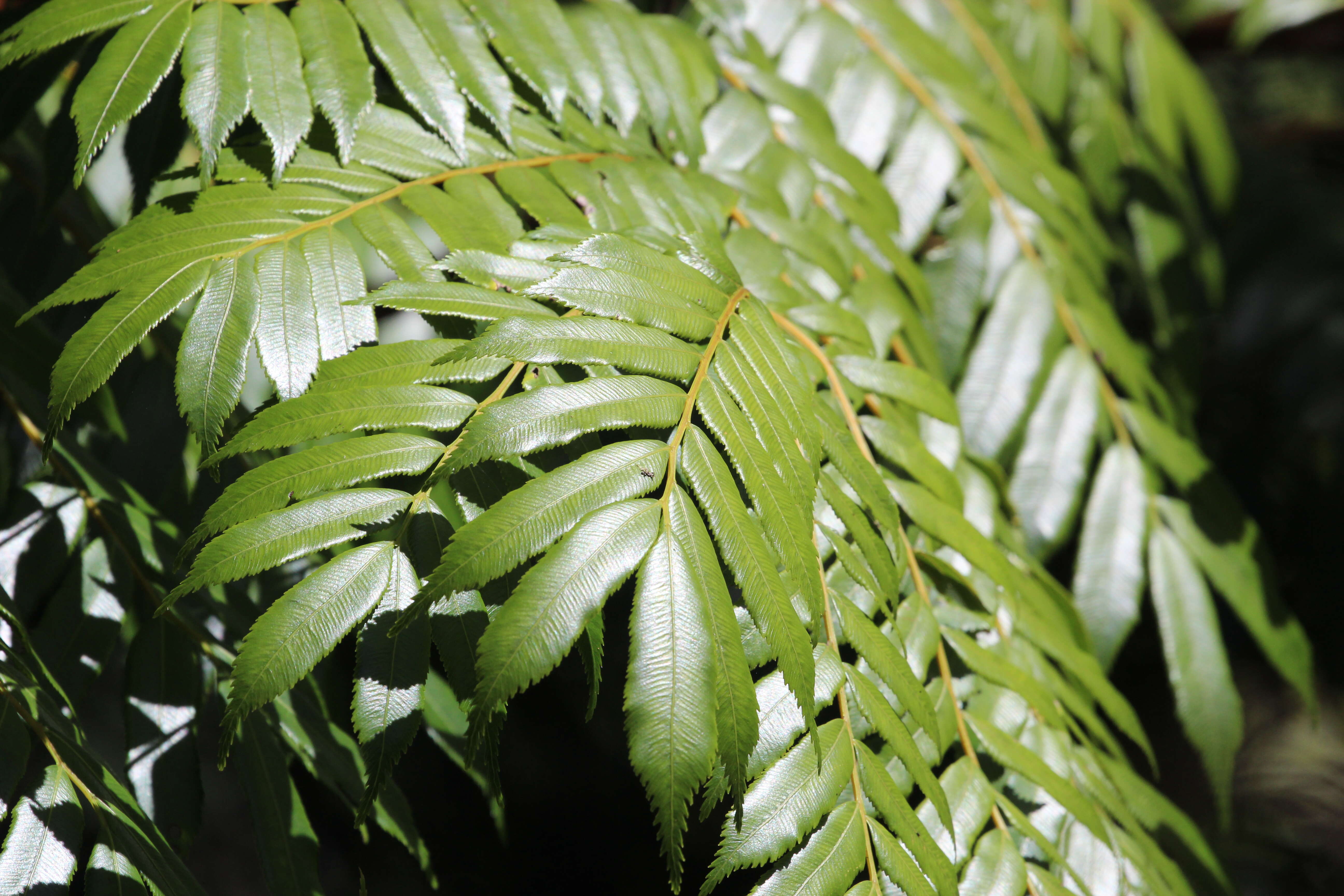 Image of Ptisana attenuata (Labill.) Murdock