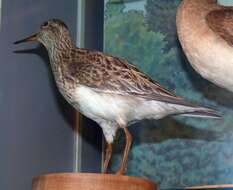 Image of Calidris Merrem 1804