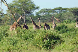 Plancia ëd Giraffa camelopardalis (Linnaeus 1758)