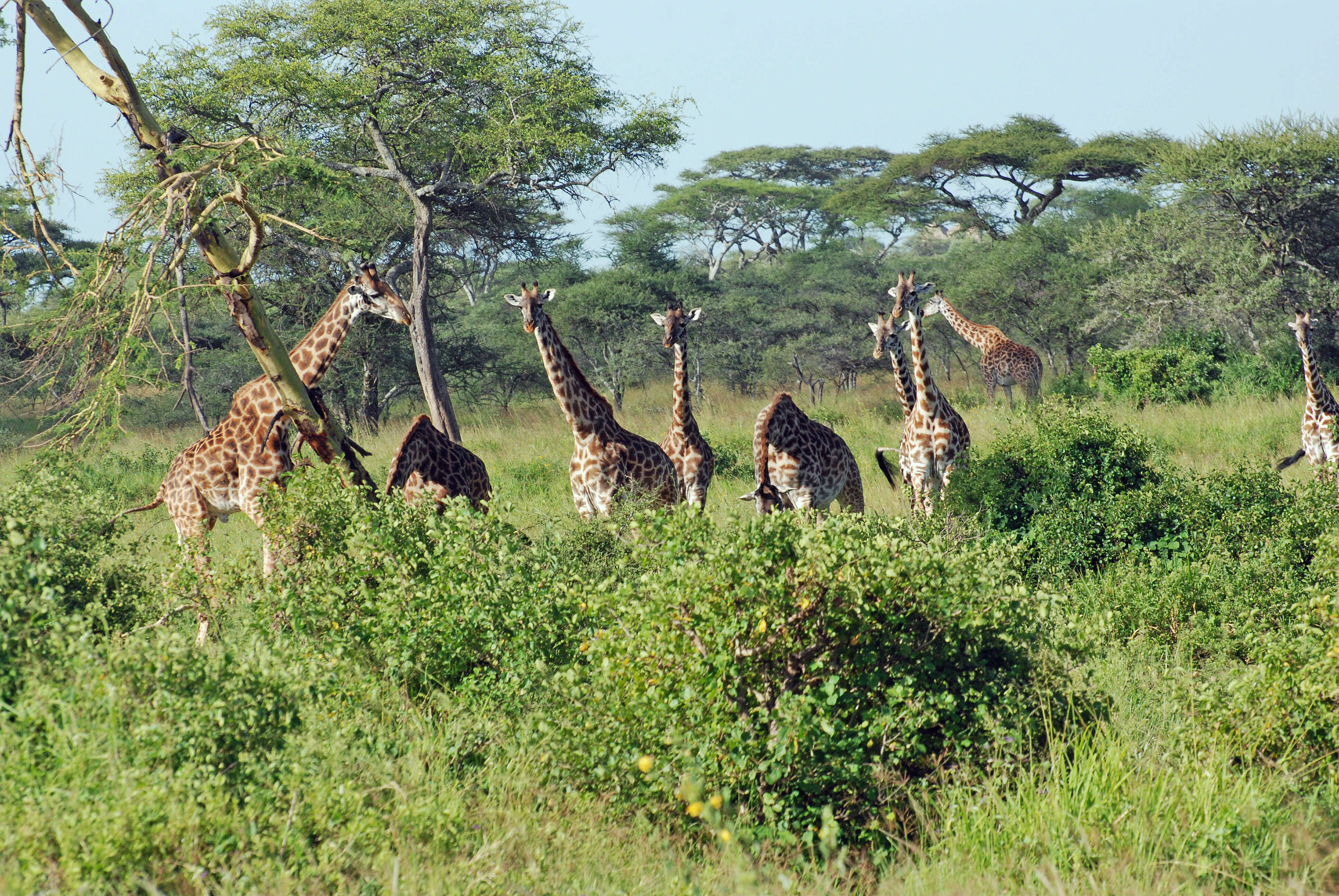 Plancia ëd Giraffa camelopardalis (Linnaeus 1758)