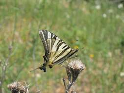 Image of Iphiclides