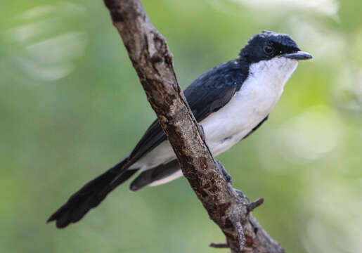 Image of Restless Flycatcher