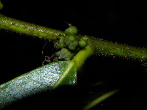 Image of Trophis caucana (Pittier) C. C. Berg