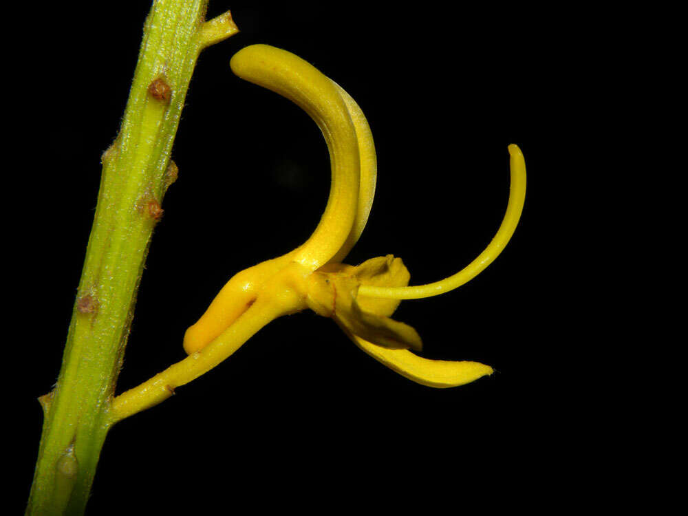 Image of Vochysia allenii Standl. & L. O. Williams