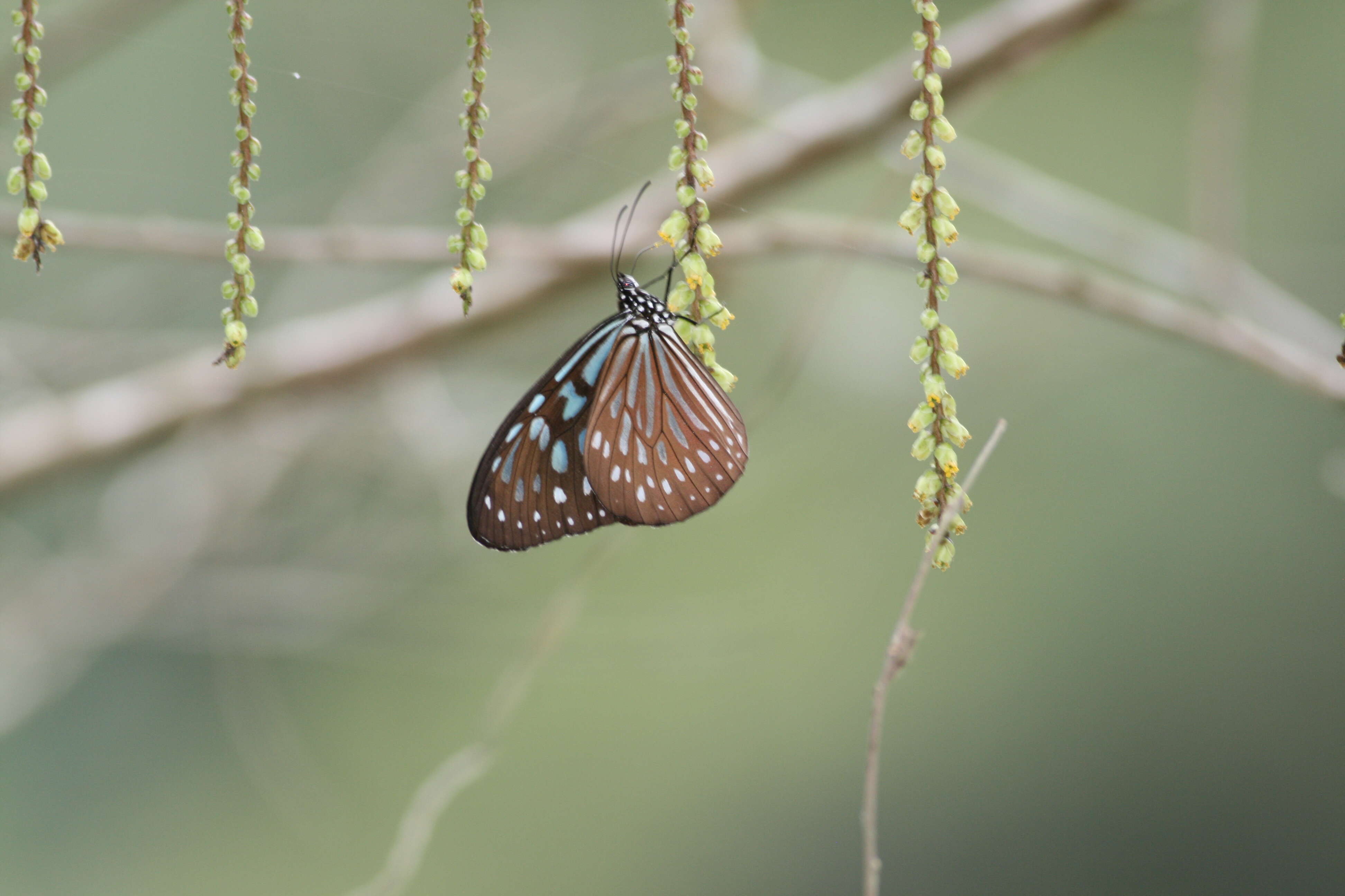 Image of Ideopsis