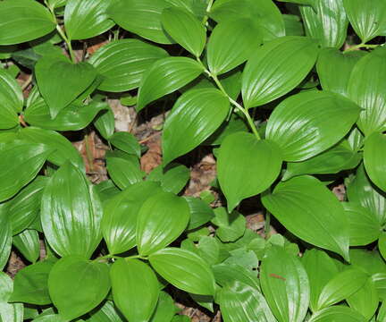 Sivun Polygonatum latifolium (Jacq.) Desf. kuva