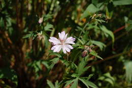 Image of Oregon geranium