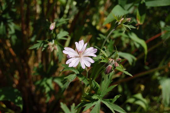 Image of Oregon geranium
