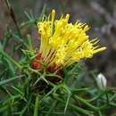 Image of Isopogon ceratophyllus R. Br.