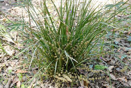 Image of Many flowered mat-rush