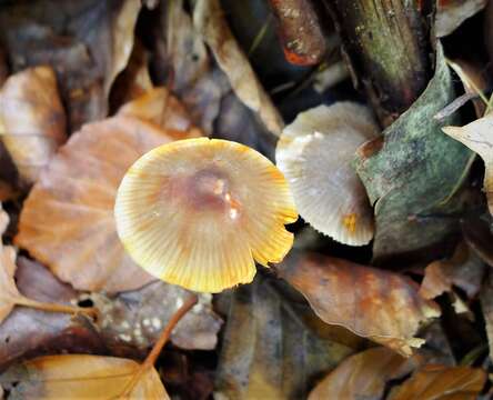 Image of Mycena crocata (Schrad.) P. Kumm. 1871