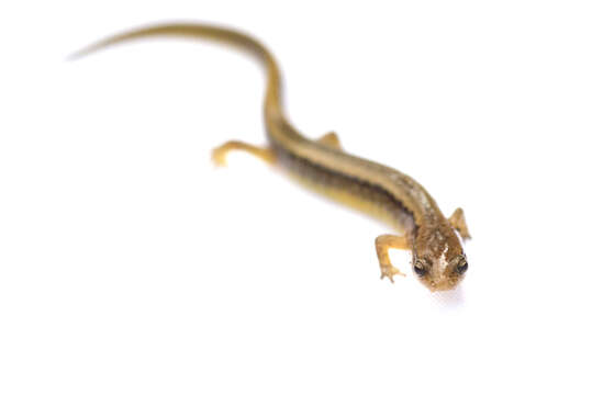 Image of Northern Two-lined Salamander