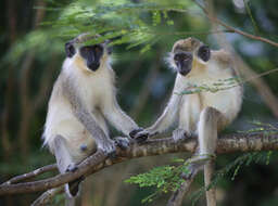 Image of Green monkeys