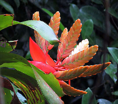 Image of Aechmea retusa L. B. Sm.