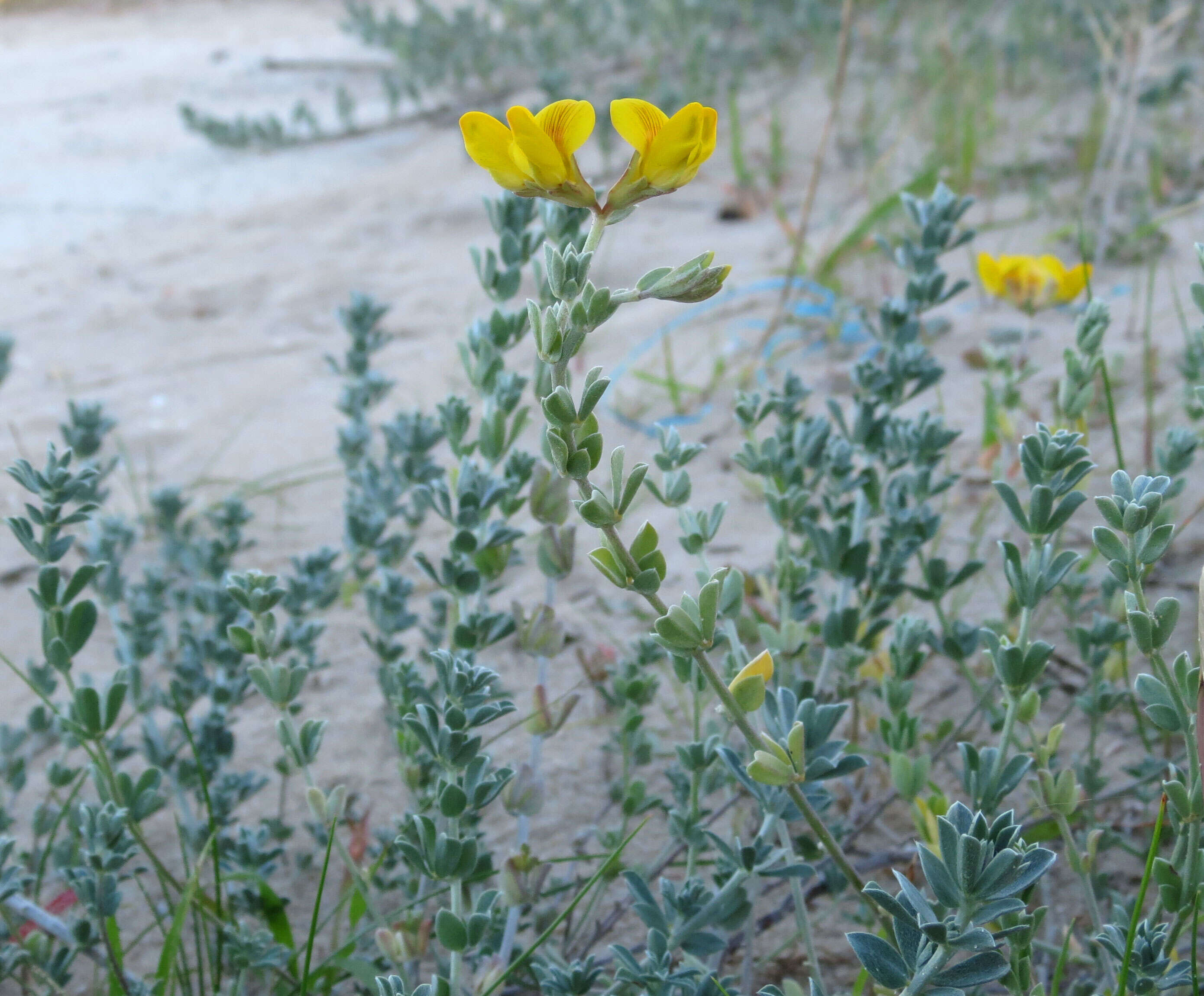 Слика од Medicago marina L.